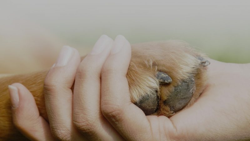 Cremazione di Animali Domestici Lecce